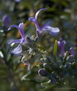 رزماری